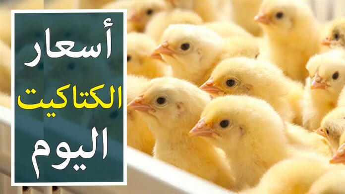 سعر الكتكوت الابيض اليوم