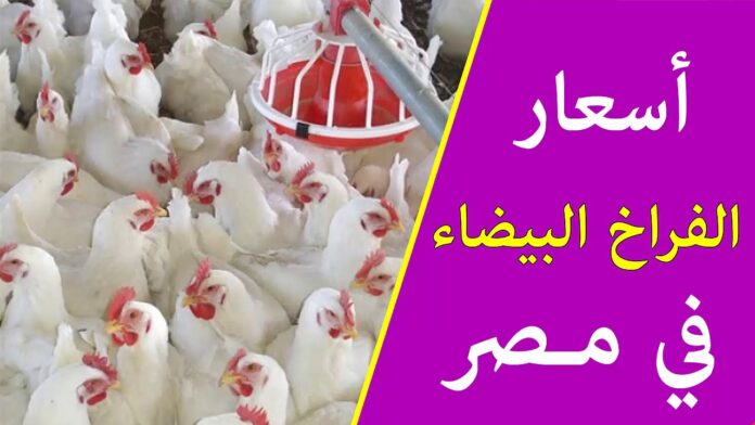 اسعار الفراخ البيضاء اليوم للمستهلك